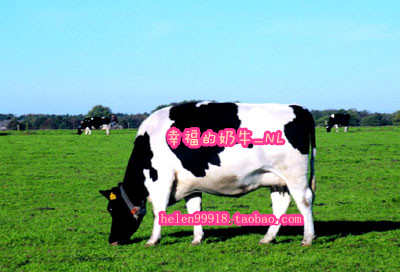 幸福的奶牛_NL