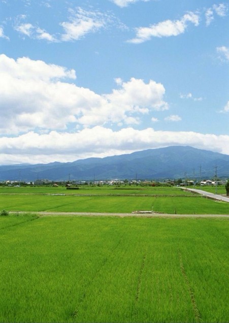 稻香村五常大米农家店