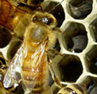 北方原生态农家蜂蜜