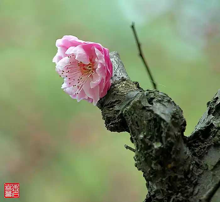 卖花渔村是正品吗淘宝店