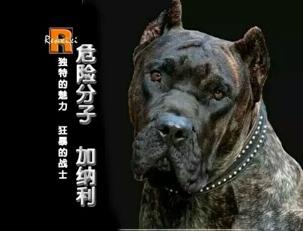 龙焱猛犬用品商城