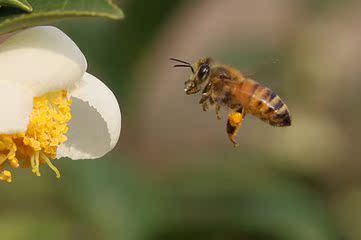 广东金泽蜜蜂育种场