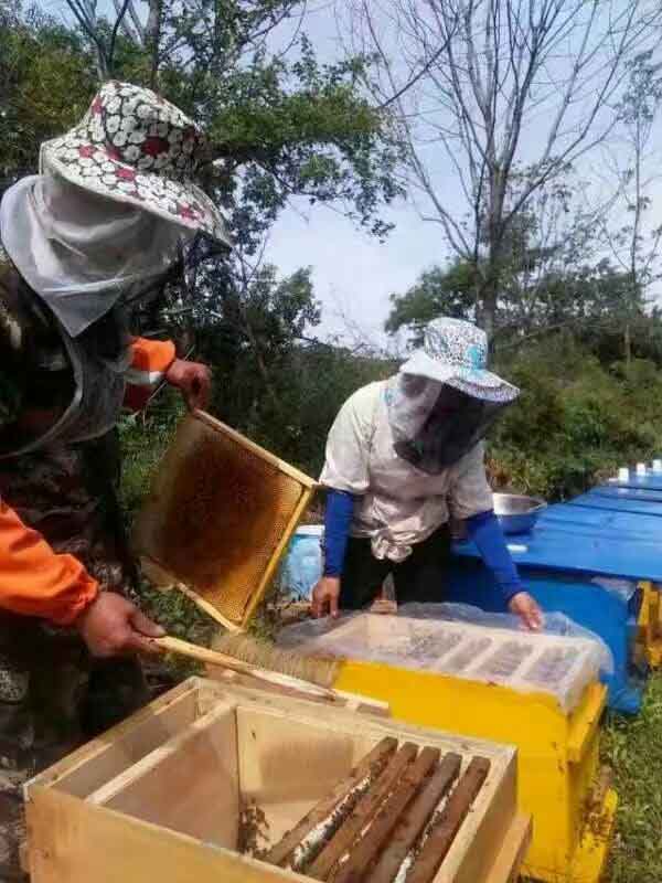 森野放蜂人 蜂农自产 土蜂蜜 椴树蜜 雪蜜 百花蜜 花粉是正品吗淘宝店