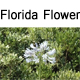 Florida Flower是正品吗淘宝店