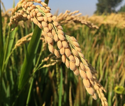 新义安水稻种植专业合作社
