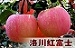 香脆甜果园 洛川苹果生态原产地