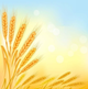 阳光*小麦