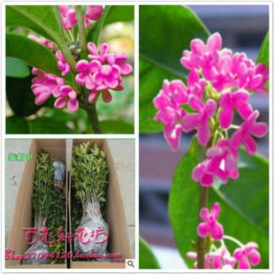 新品种桂花苗 粉桂花 蓝桂花苗 桂花树苗 盆栽 桂花小苗批发 新品上架