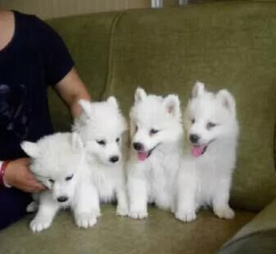 纯种银狐犬/活体宠物狗日本尖嘴幼犬/长不大小型犬狐狸狗 新品上架