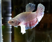 各种斗鱼母鱼 超红将军母 超白 芥子 狮王母 马