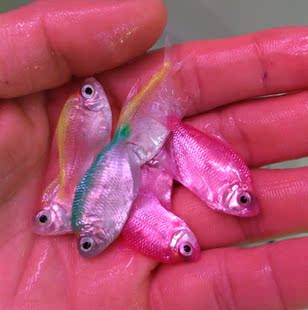 小型淡水热带水族宠物观赏鱼活体批发 草缸灯火群游彩裙鱼3厘米 新品