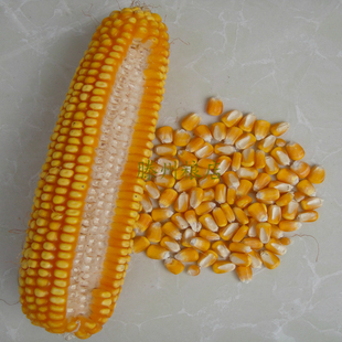 2015新玉米 (最新上市)农家自种大玉米 老玉米粒 500g 新品上架 ￥ 3.
