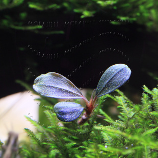 魔法记录〓水下叶辣椒榕 solid blue凝蓝/虾缸小型鱼缸造景水草图片