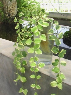 蔓藤 垂吊盆栽 花叶蔓 常春藤 可水培 观叶植物图片