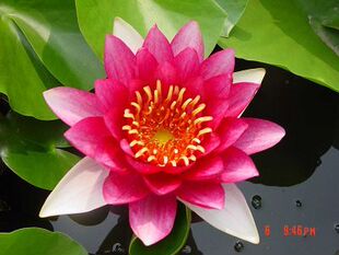 耐寒睡莲--婴儿红(红色) 新品上架 ￥ 30.0 ￥30