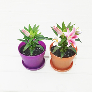 百合种球盆栽进口香水百合花种球花卉球根植物大球带芽土培套餐 新品