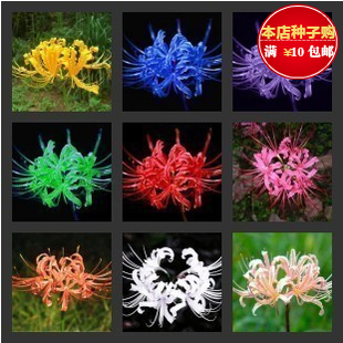 四季庭院盆栽石蒜种球 彼岸花 又称曼珠沙华.