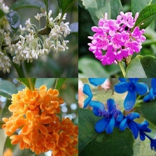 盆栽花卉绿植桂花苗金桂蓝桂沉香桂丹桂四季桂花树苗盆景净化空气