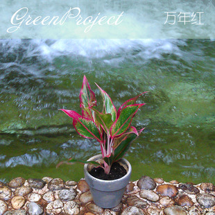 精品观叶绿植盆栽粗肋草万年红室内桌面水培花卉披针形长椭圆形态图片