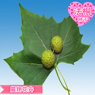 林木种子 法桐树种子 出售新采法国梧桐种子 梧桐树种子 新品上架