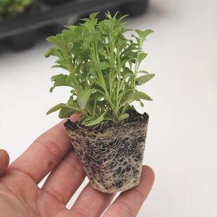 六倍利花苗 半边莲 垂吊花卉盆栽 室内阳台易种 播种小苗 新品上架