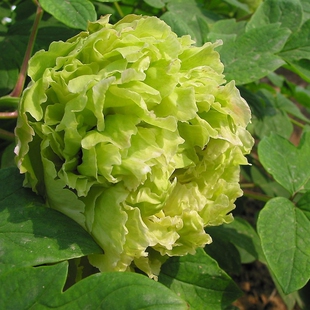 买5送1花卉绿植盆栽植物 精品牡丹花苗【绿香球盆栽牡丹 当年开花