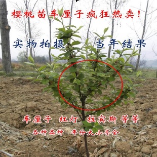 盆栽车厘子樱桃树苗大小嫁接果树苗可南北方种植地栽 包活当年结 新品