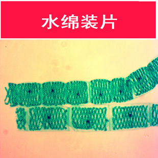 43307 水绵装片 教学仪器 中小学永久显微玻片 水棉切片 新品上架