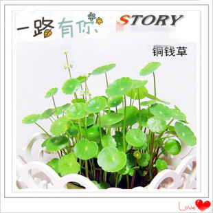 盆栽花卉室内植物开运土培水培铜钱草套金钱草根茎不带叶子包发芽图片