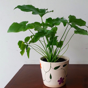 海芋春芋春羽观叶植物含盆栽水培绿植花卉室内阳台客厅除甲醛植物