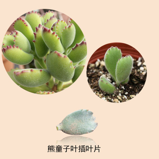 森木林多肉熊掌叶片熊童子叶片叶插培育叶子 新品上架