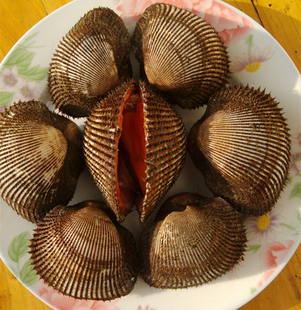500g鲜活大赤贝刺身三文鱼伴侣新品大促海鲜血蛤蜊新鲜水特海产品