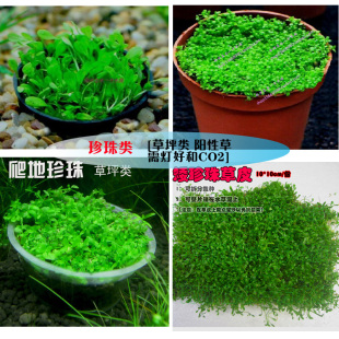 肺癌丁香中高级版矮珍珠阳性牛毛宫廷水草论坛天湖葵丁香宝塔园蝴蝶羽毛图片