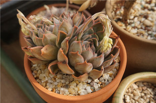 双头老桩玫瑰夫人 一物一拍 品相还行 带桩 新品上架 ￥ 56.0 ￥60