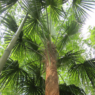 新鲜棕绳棕榈树叶 端午必备  天然包粽子绳 粽叶粽线现采现发1朵 新品