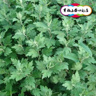 天然野生新鲜艾叶  新鲜艾草 新鲜艾叶 新鲜艾蒿 无污染2015 新品上架