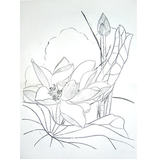 线描稿工笔画底稿荷花白描图谱国画底稿 花鸟画花卉电子版带彩图