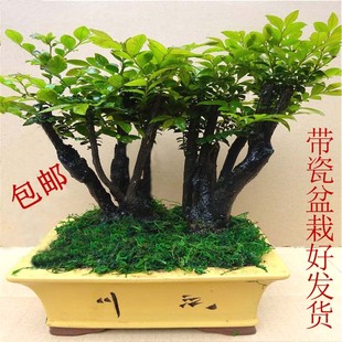 室内盆栽花卉植物名贵 高档陶瓷盆紫檀树桩盆景 小叶紫檀树包邮图片
