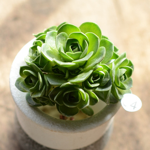 多头山地玫瑰翡翠球多头群生黄金山地老桩进口多肉桌面植物 包邮 新品