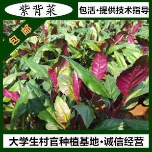 大汉农庄