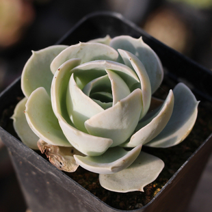 苏俊花木园艺 多肉植物 白玫瑰 防辐射办公室桌面创意迷你盆栽 新品