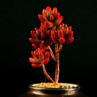 多肉植物盆栽图片