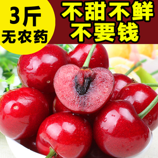 山东烟台自家野生大红灯樱桃先锋车厘子孕妇水果新鲜现摘d16adc6a