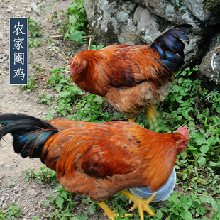 农家散养土鸡 阉鸡 走地鸡 笨鸡草鸡 月子鸡 活鸡土鸡包邮 新品上架