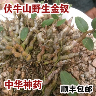 伏牛山野生金柴金钗石斛采于高山悬崖产量极少顺丰包邮 新品上架 ￥ 3