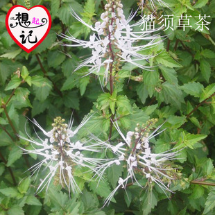 野生猫须草化石草结石 养肾排毒利尿 肾茶包邮 新品上架 ￥ 25.