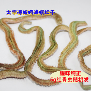 海蚯蚓 海蚕海蜈蚣干5g 腥味大上鱼快 海钓必备鱼饵部分包邮 新品上架