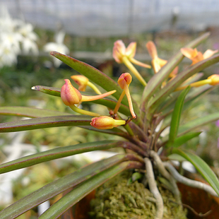 国产附生类旗舰店首页,国产附生类优惠券/特卖折扣