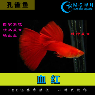 精品纯系血红白子孔雀鱼 纯种血红孔雀鱼 淡水热带鱼 活体观赏鱼 新品