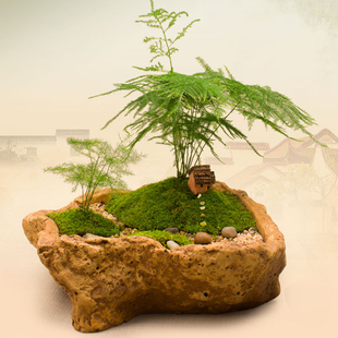 生态赋城 苔藓文竹雅致创意微景观火山石盆栽居家办公装饰品礼品 新品